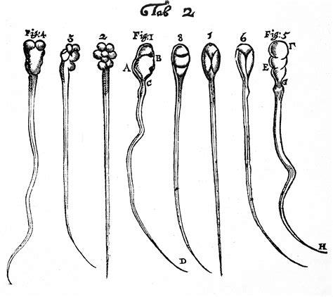 spermatozoide|Spermatozoa: A Historical Perspective